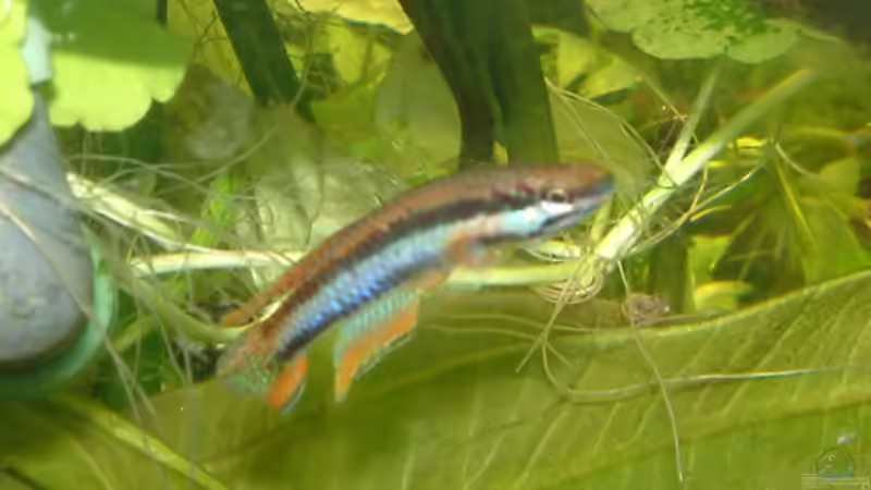 Besatz im Aquarium Becken 10757 von Dominic Reimers (14)