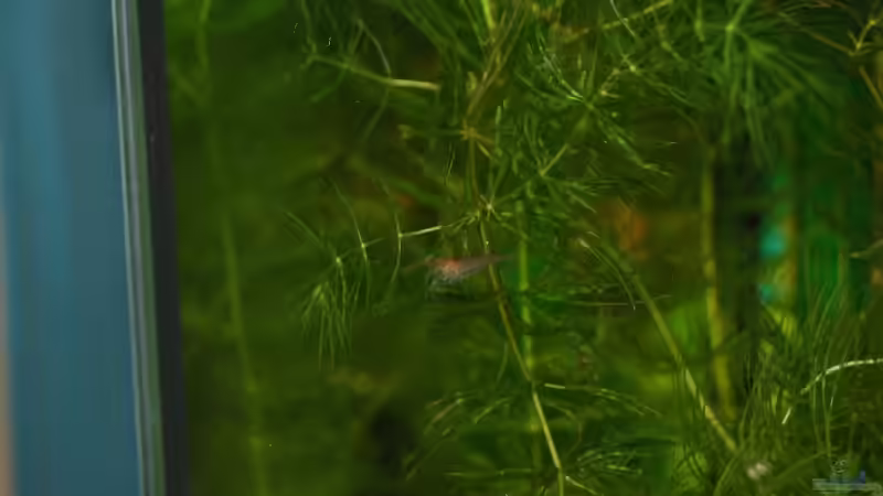 Besatz im Aquarium Becken 10761 von Bernhard Messinger (11)