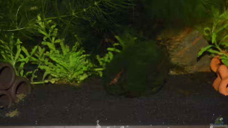 Besatz im Aquarium Becken 10761 von Bernhard Messinger (12)