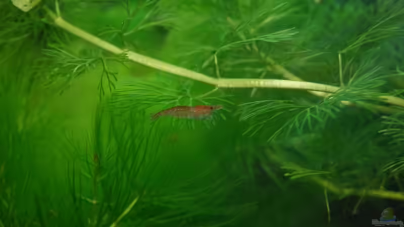 Besatz im Aquarium Becken 10761 von Bernhard Messinger (13)