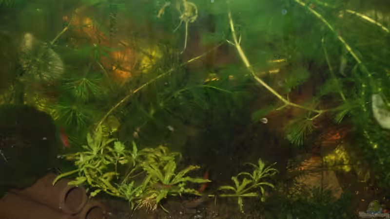 Besatz im Aquarium Becken 10761 von Bernhard Messinger (22)