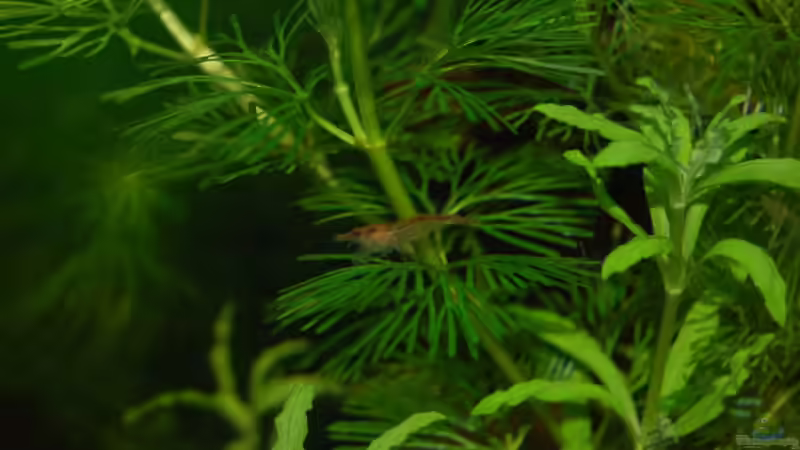 Besatz im Aquarium Becken 10761 von Bernhard Messinger (8)