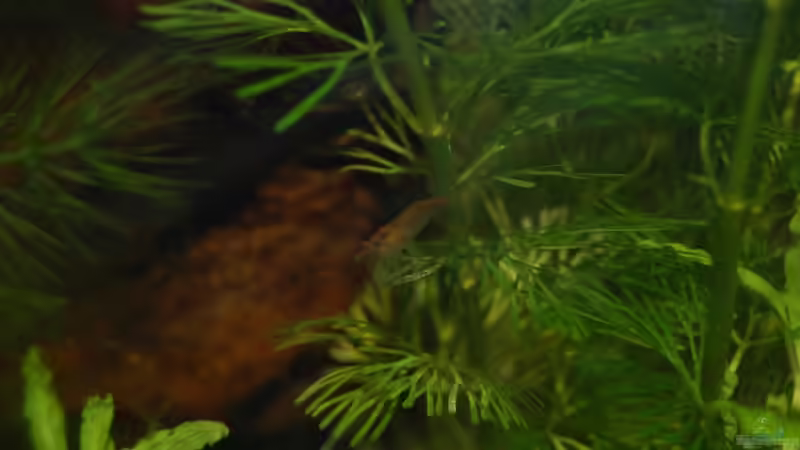 Besatz im Aquarium Becken 10761 von Bernhard Messinger (9)