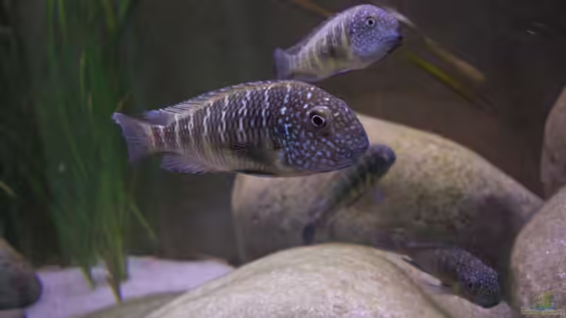 Besatz im Aquarium Becken 10763 von Ralph Ineichen (11)