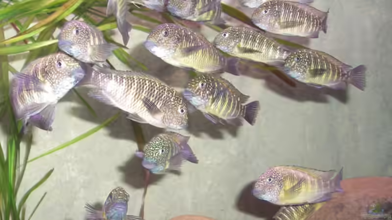 Besatz im Aquarium Becken 10763 von Ralph Ineichen (12)