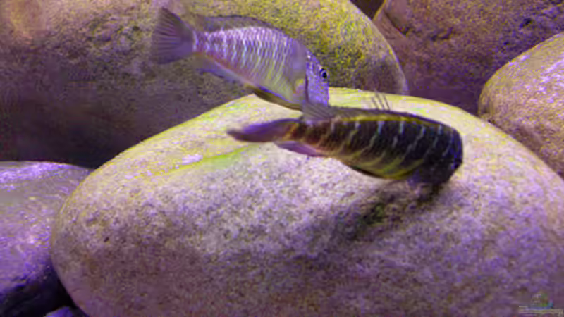 Besatz im Aquarium Becken 10763 von Ralph Ineichen (15)