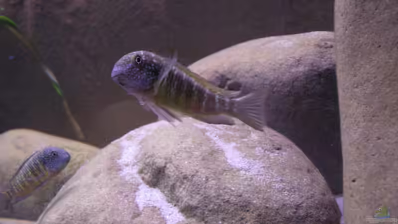 Besatz im Aquarium Becken 10763 von Ralph Ineichen (7)