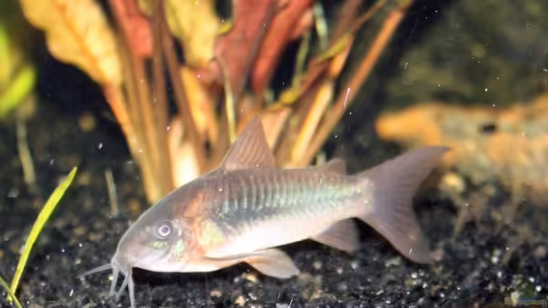 Besatz im Aquarium Becken 10793 von stefanhwi (10)