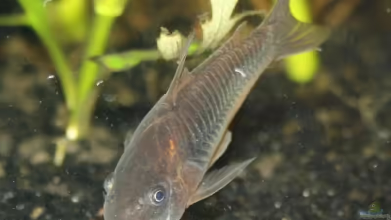 Besatz im Aquarium Becken 10793 von stefanhwi (11)