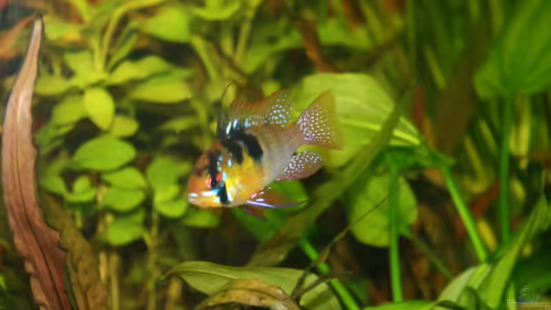 Besatz im Aquarium Becken 10793 von stefanhwi (7)