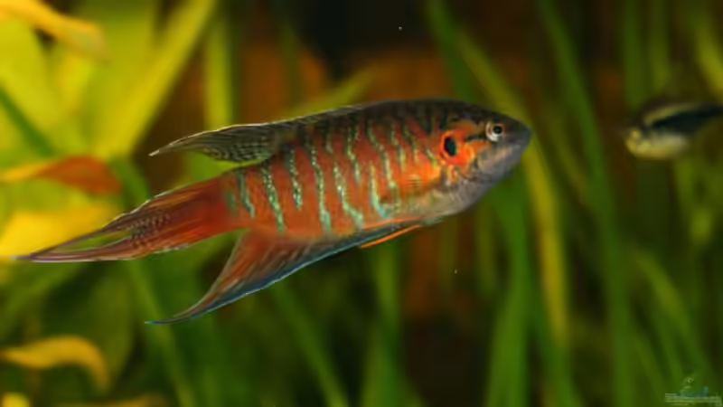 Besatz im Aquarium Becken 10793 von stefanhwi (9)