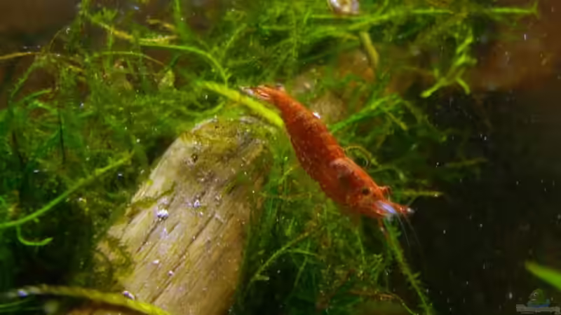 Besatz im Aquarium Becken 10794 von Christian J. (5)