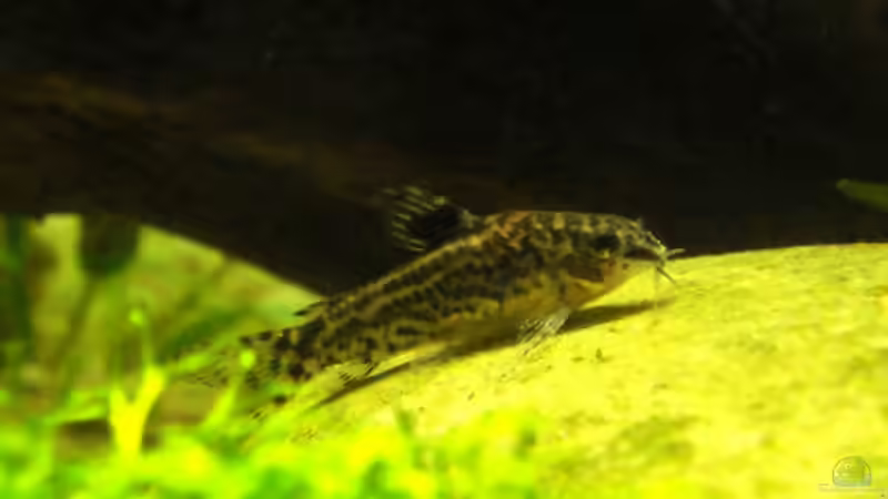 Besatz im Aquarium Becken 10794 von Christian J. (6)