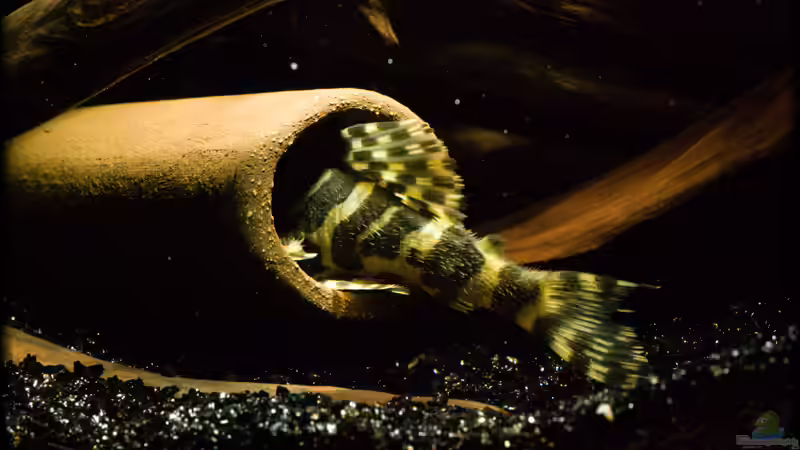 Besatz im Aquarium Becken 10799 von hempi23 (8)