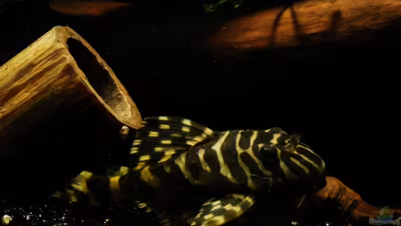 Besatz im Aquarium Becken 10799 von hempi23 (9)