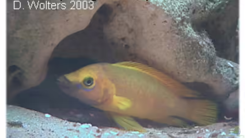 Besatz im Aquarium Becken 108 von Dirk A. Wolters (10)