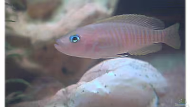 Besatz im Aquarium Becken 108 von Dirk A. Wolters (4)