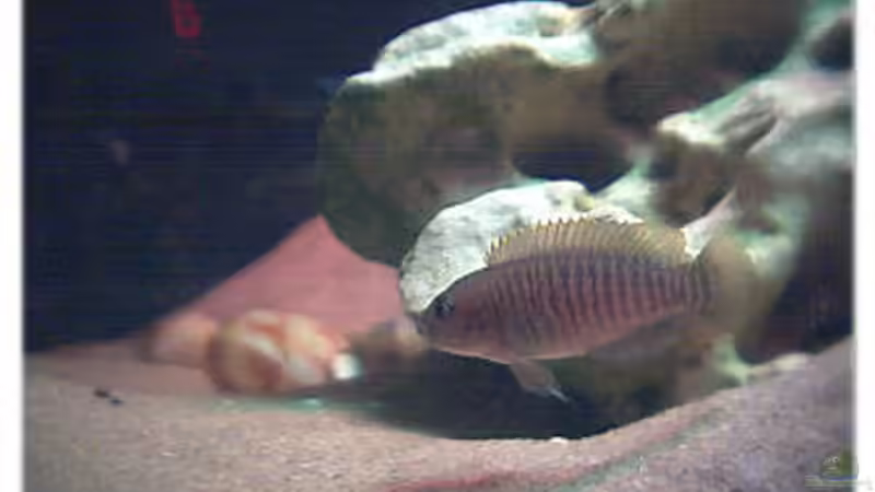 Besatz im Aquarium Becken 108 von Dirk A. Wolters (5)