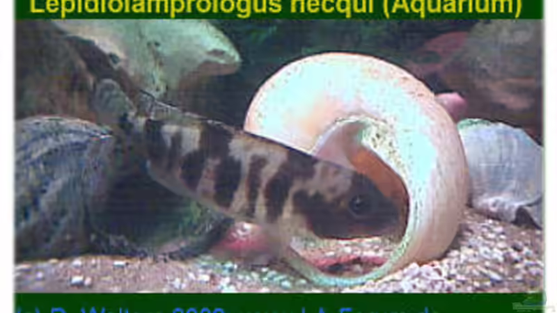 Besatz im Aquarium Becken 108 von Dirk A. Wolters (7)