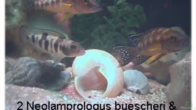 Besatz im Aquarium Becken 108 von Dirk A. Wolters (8)