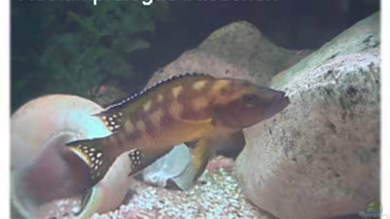 Besatz im Aquarium Becken 108 von Dirk A. Wolters (9)