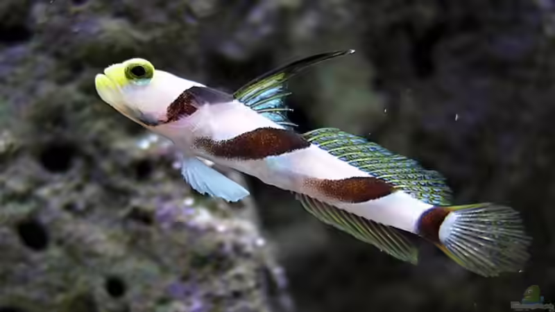 Besatz im Aquarium Becken 10801 von Merya (31)