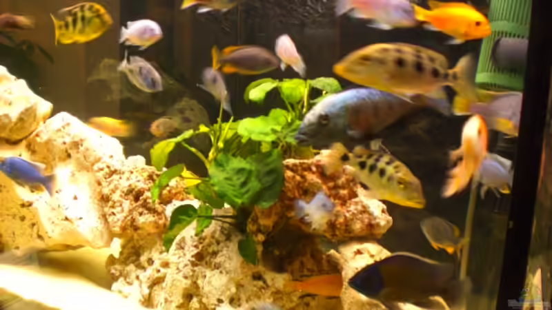 Besatz im Aquarium Becken 10811 von h.p.m (12)