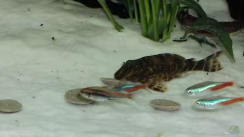 Besatz im Aquarium Becken 10818 von BlauerBock (11)