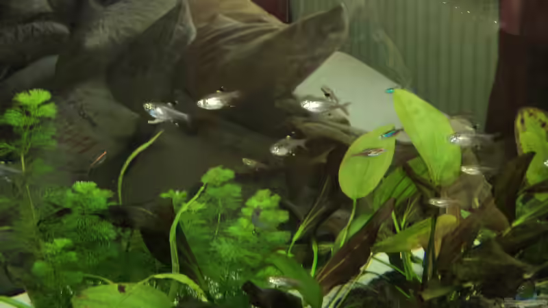 Besatz im Aquarium Becken 10818 von BlauerBock (12)