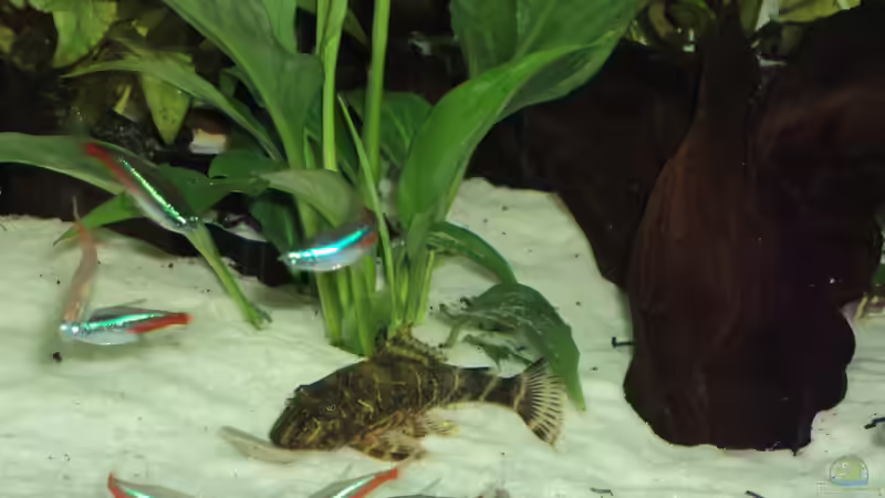 Besatz im Aquarium Becken 10818 von BlauerBock (13)