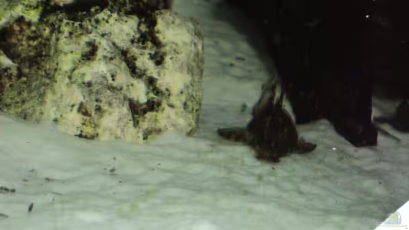 Besatz im Aquarium Becken 10818 von BlauerBock (14)