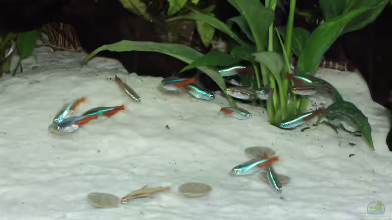 Besatz im Aquarium Becken 10818 von BlauerBock (15)