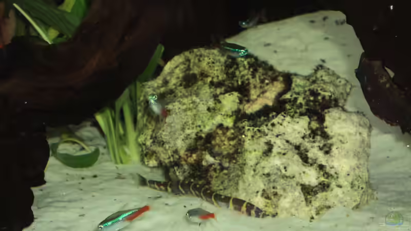 Besatz im Aquarium Becken 10818 von BlauerBock (16)