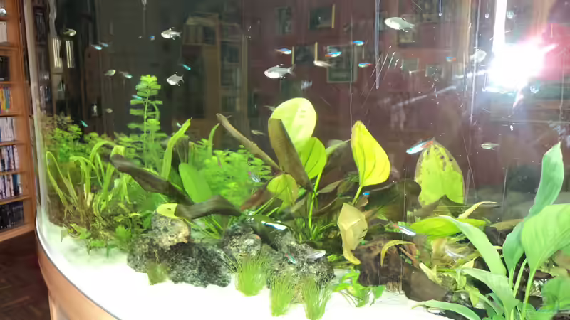 Besatz im Aquarium Becken 10818 von BlauerBock (8)