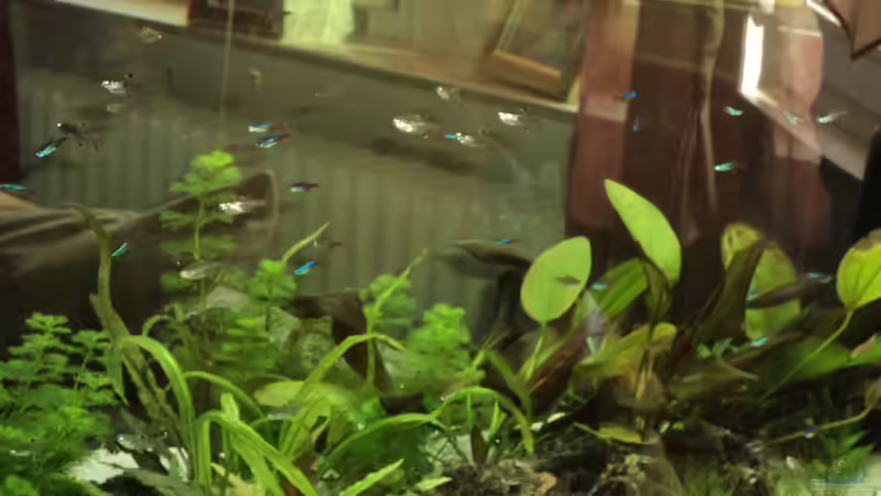 Besatz im Aquarium Becken 10818 von BlauerBock (9)