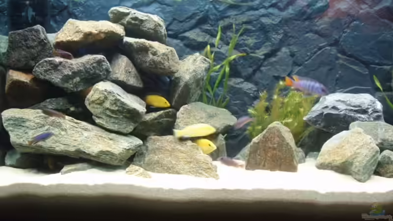 Besatz im Aquarium Becken 10819 von A.Zabanoff (19)