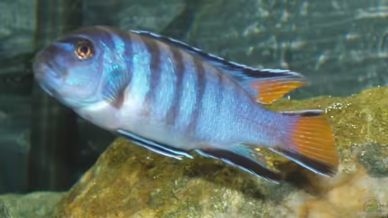 Besatz im Aquarium Becken 10819 von A.Zabanoff (20)