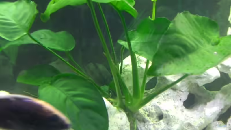 Besatz im Aquarium Becken 1082 von Michael Meier (11)