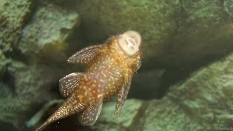 Besatz im Aquarium Becken 1082 von Michael Meier (13)