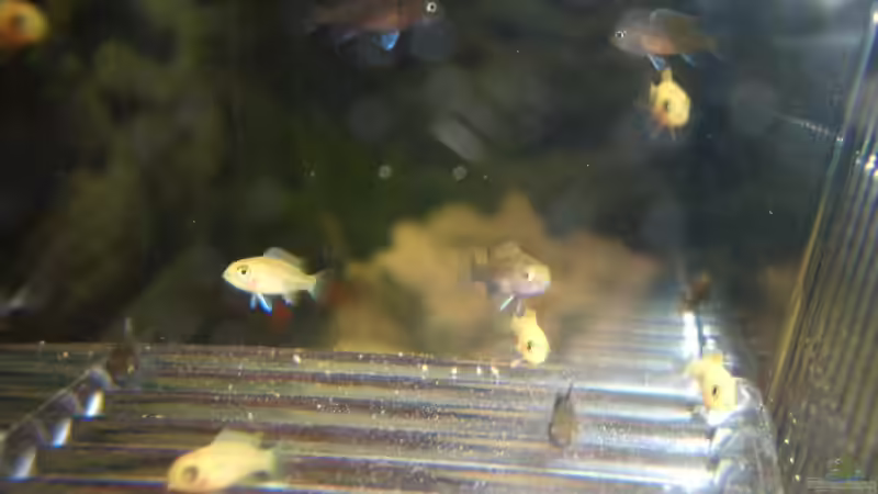 Besatz im Aquarium Becken 1082 von Michael Meier (14)