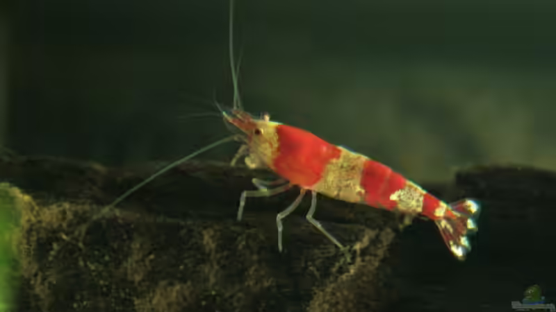 Besatz im Aquarium Becken 10845 von StefanE. (10)