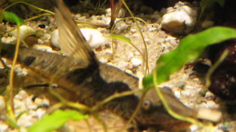 Besatz im Aquarium Becken 10861 von Me)-(@niC ©® (38)