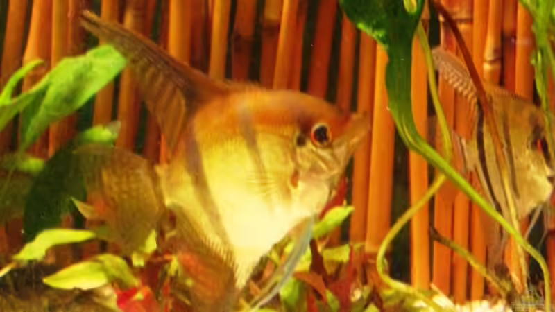 Besatz im Aquarium Becken 10861 von Me)-(@niC ©® (39)