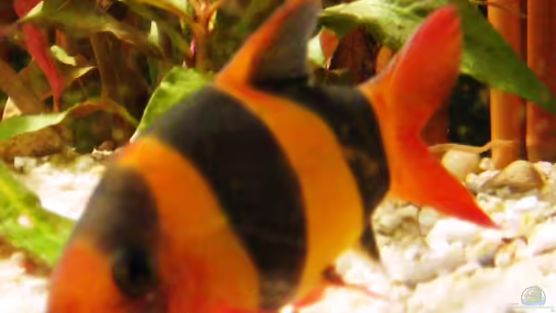 Besatz im Aquarium Becken 10861 von Me)-(@niC ©® (40)