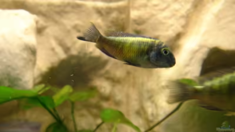 Besatz im Aquarium Becken 10874 von Enrico Müller (10)