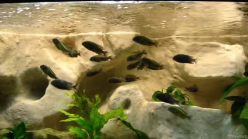 Besatz im Aquarium Becken 10874 von Enrico Müller (11)