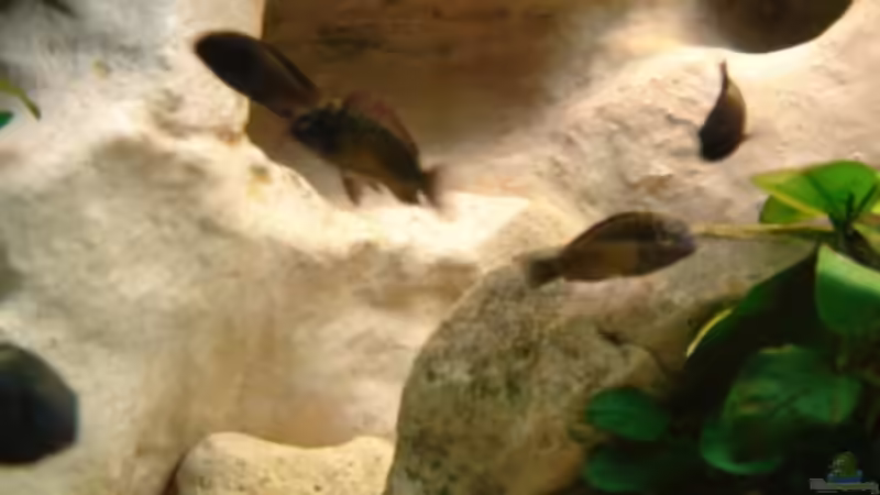 Besatz im Aquarium Becken 10874 von Enrico Müller (12)