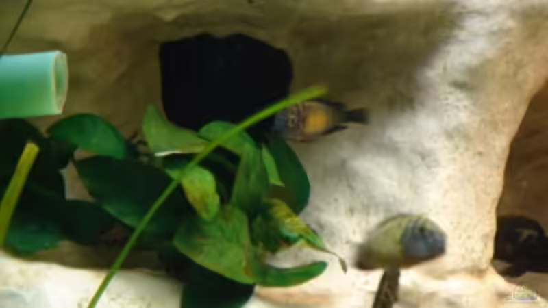 Besatz im Aquarium Becken 10874 von Enrico Müller (13)