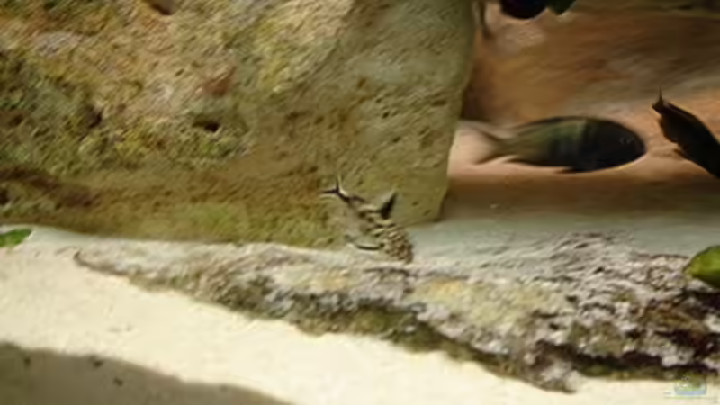 Besatz im Aquarium Becken 10874 von Enrico Müller (14)