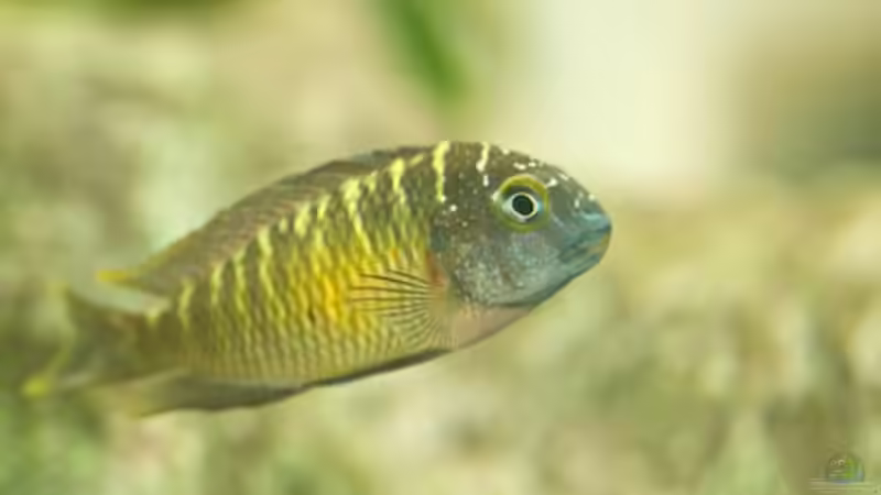 Besatz im Aquarium Becken 10874 von Enrico Müller (15)